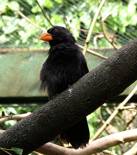 Black-throated grosbeak